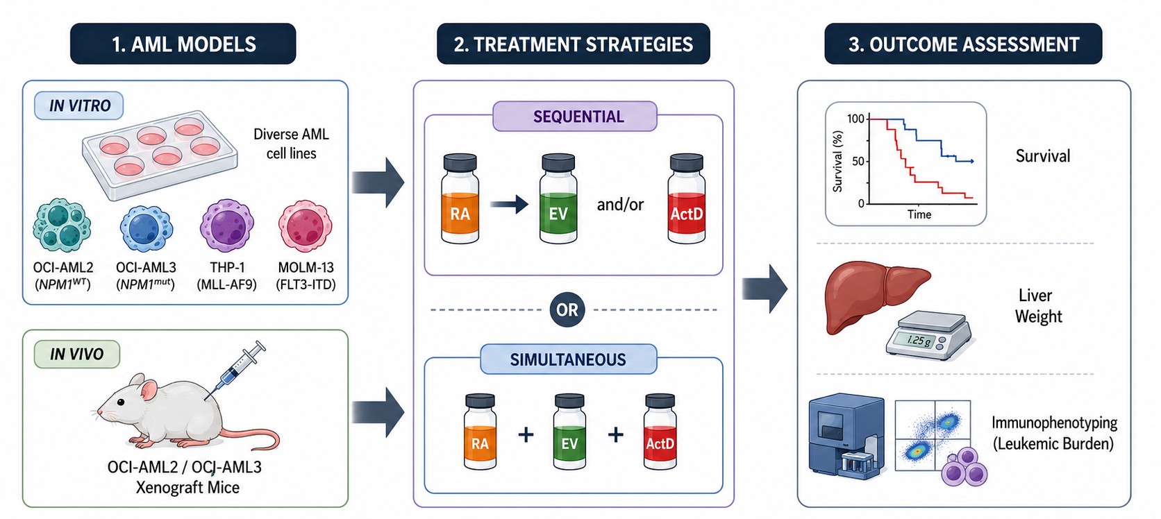 Study design schematic: AML cell lines and xenograft mice, sequential versus simultaneous treatment with retinoic acid, everolimus and actinomycin D, and outcomes measured as survival, liver weight and leukemic burden
