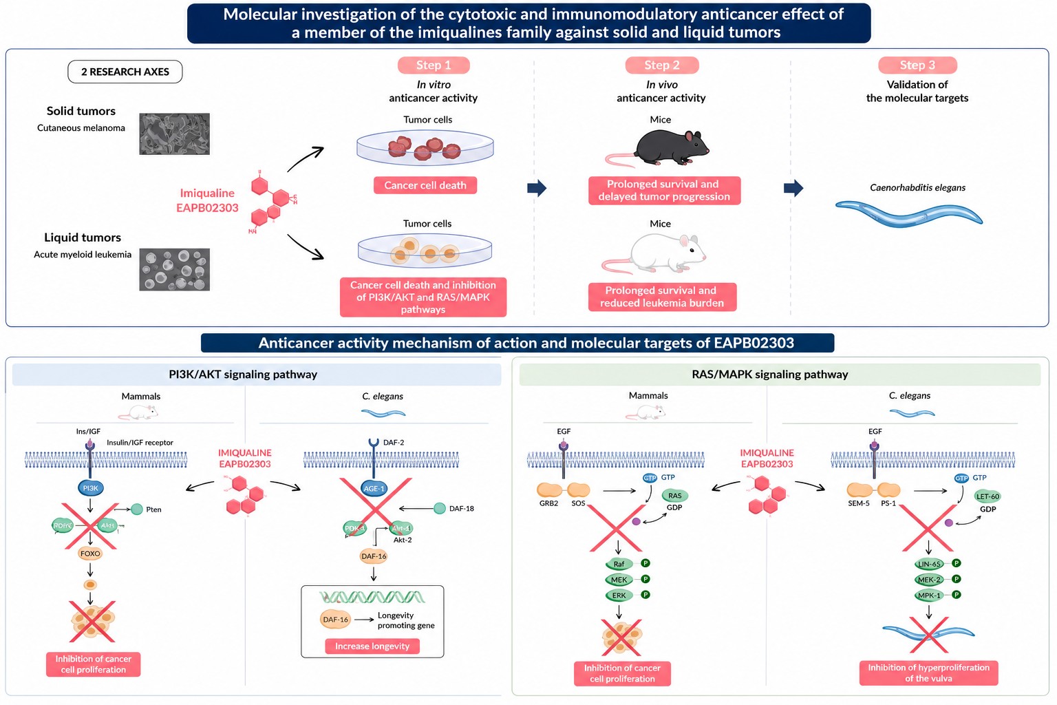 Schematic of the PhD project: solid and liquid tumor axes, in vitro and in vivo anticancer activity, and PI3K/AKT and RAS/MAPK signalling pathways in human cells and C. elegans