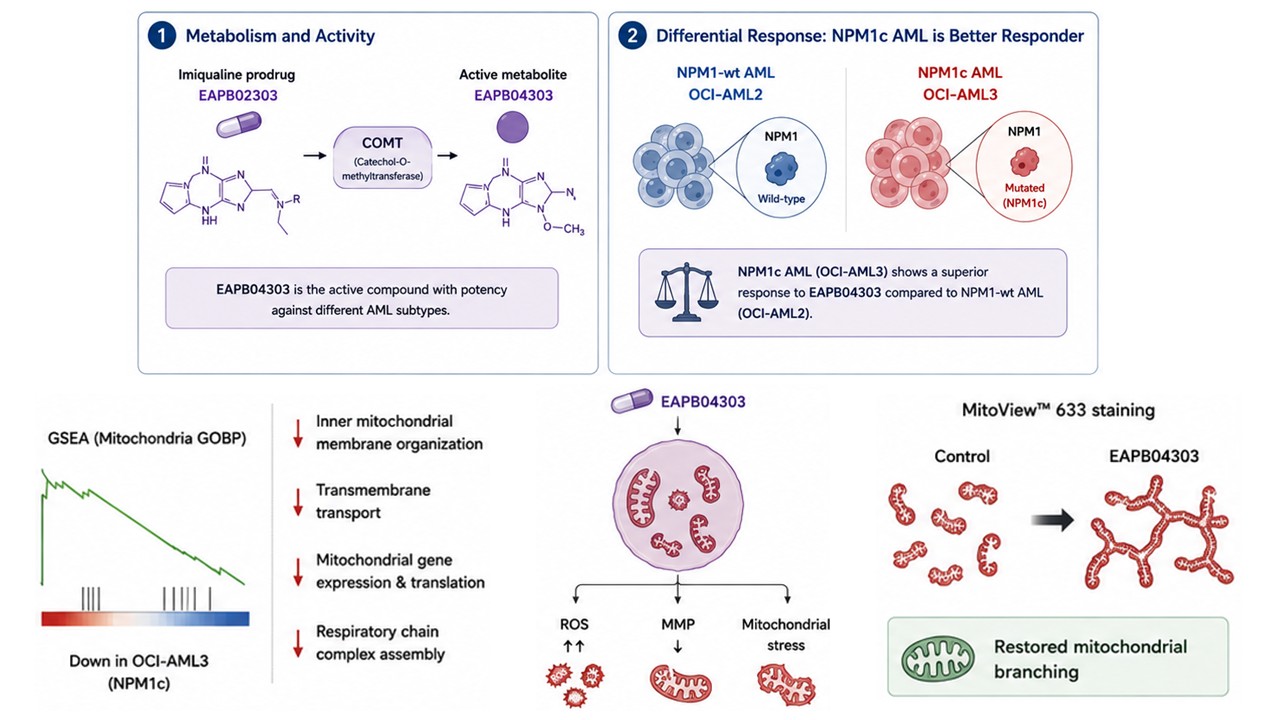 Schematic: COMT converts EAPB02303 into the active metabolite EAPB04303, which drives ROS accumulation and mitochondrial stress selectively in NPM1c AML cells